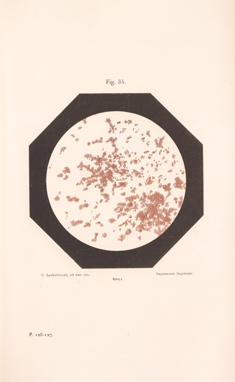 Études Sur Le Vin Pl.22 by Louis Pasteur