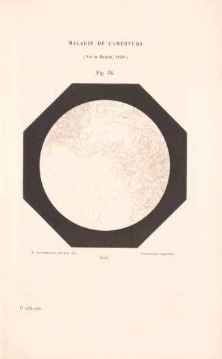 Études Sur Le Vin Pl.24 by Louis Pasteur