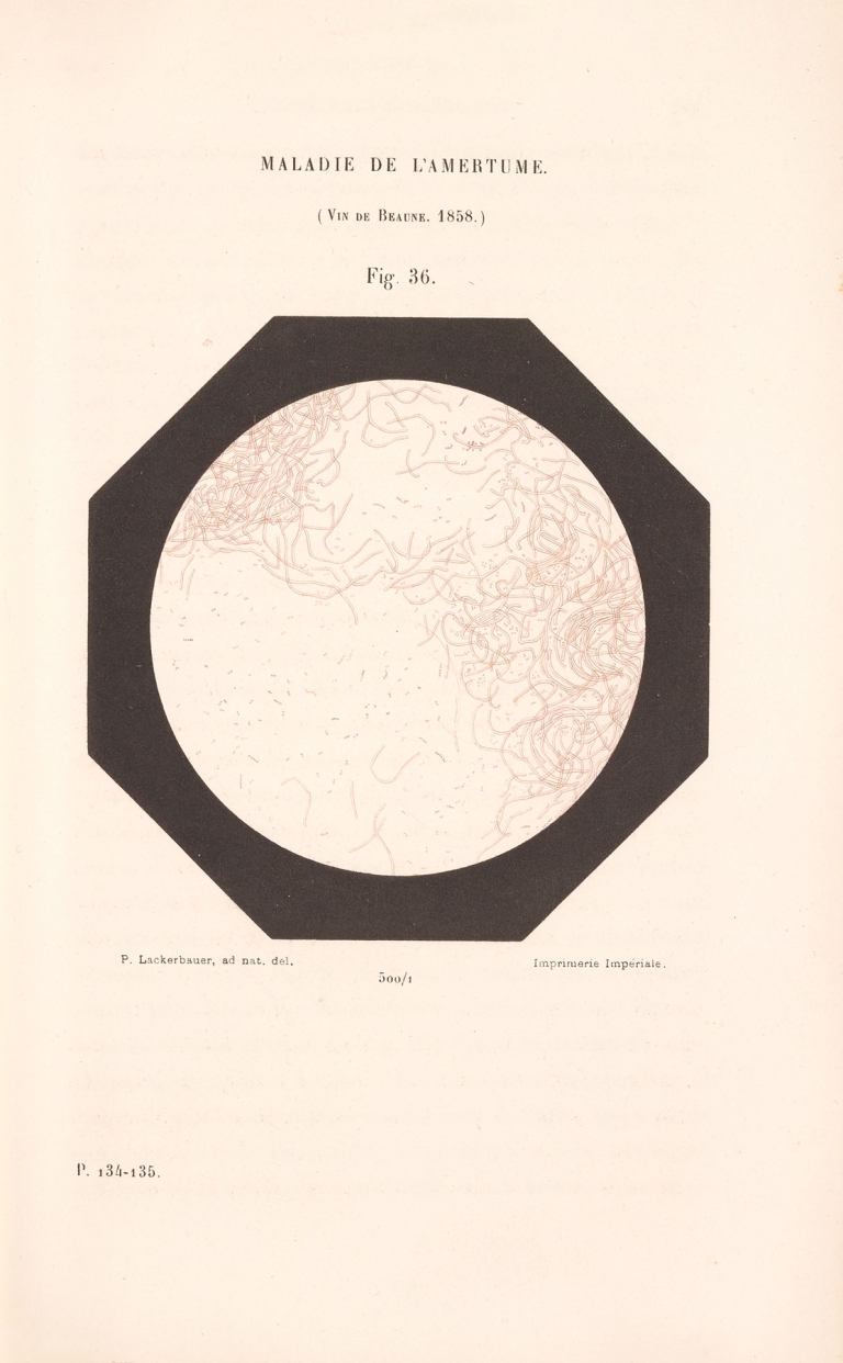 Études Sur Le Vin Pl.24 by Louis Pasteur