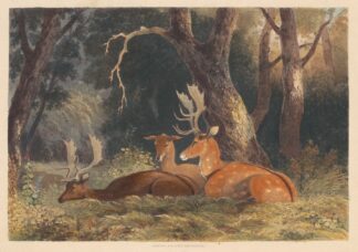 Fallow Deer by Newton Limbird Smith Fielding