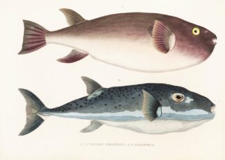 Fauna japonica Pl.138 by Philipp Franz Balthasar von Siebold