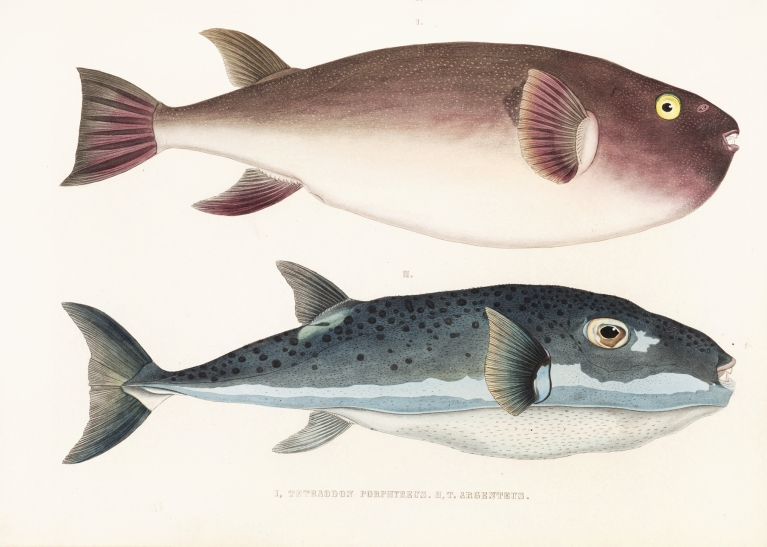 Fauna japonica Pl.138 by Philipp Franz Balthasar von Siebold