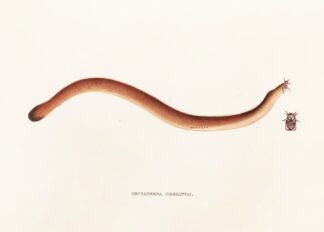 Fauna japonica Pl.160 by Philipp Franz Balthasar von Siebold