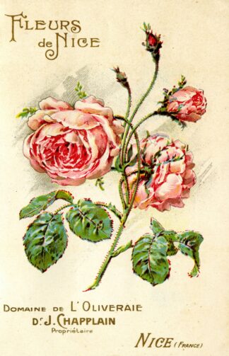 Fleurs de Nice by Anonymous