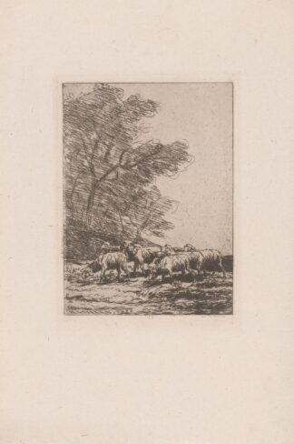 Flock of sheep by Henri-Charles Guérard