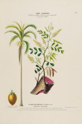Flore d’Amérique, dessinée d’après nature sur les lieux Pl.174 by Etienne Denisse