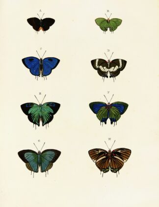 Foreign butterflies occurring in the three continents Asia, Africa and America Pl.066 by Pieter Cramer