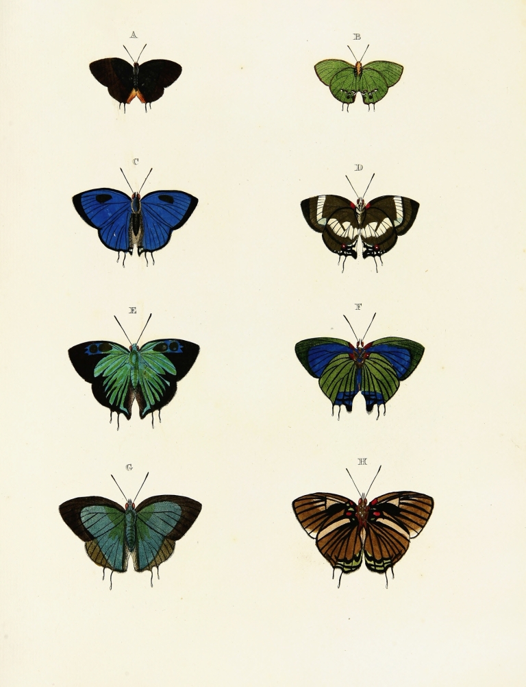Foreign butterflies occurring in the three continents Asia, Africa and America Pl.066 by Pieter Cramer
