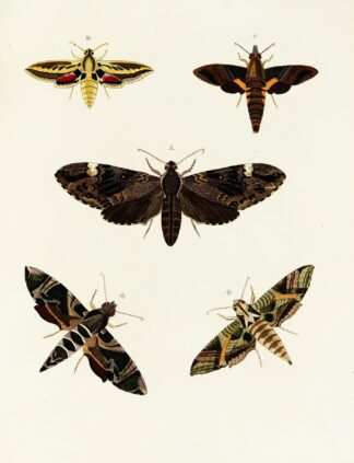 Foreign butterflies occurring in the three continents Asia, Africa and America Pl.092 by Pieter Cramer