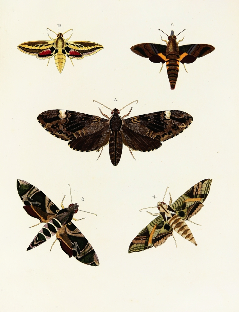 Foreign butterflies occurring in the three continents Asia, Africa and America Pl.092 by Pieter Cramer