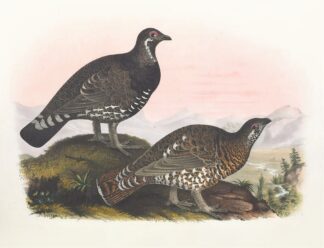 Franklin’s Grouse by Daniel Giraud Elliot