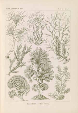 Fucoideae. – Brauntange by Ernst Haeckel