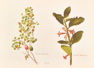 Fushia Procumbens by Georgina Burne Hetley