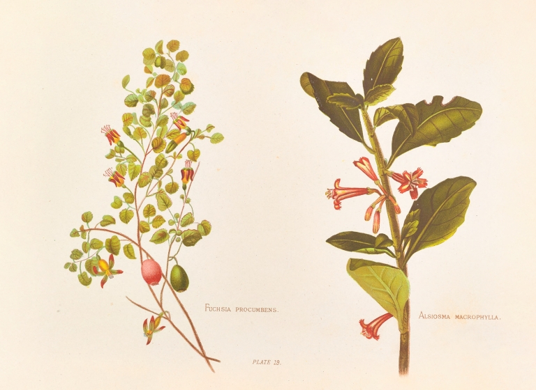 Fushia Procumbens by Georgina Burne Hetley