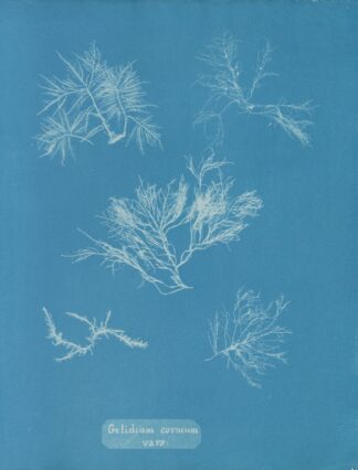 Gelidium corneum vars. by Anna Atkins