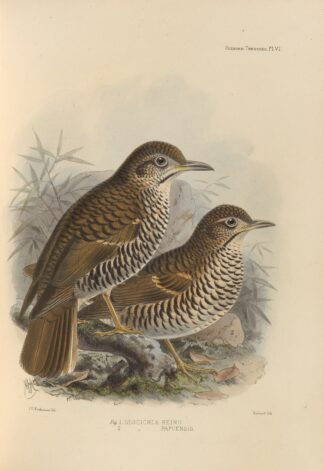 Geocichla Heinii, Geocichla Papuensis by Henry Seebohm