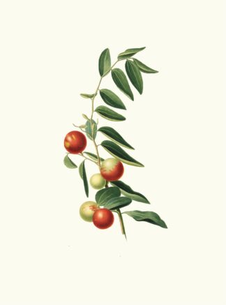 Giuggiola a frutto rotondo. [Zizphus vulgaris ; Chinese jujube] by Giorgio Gallesio