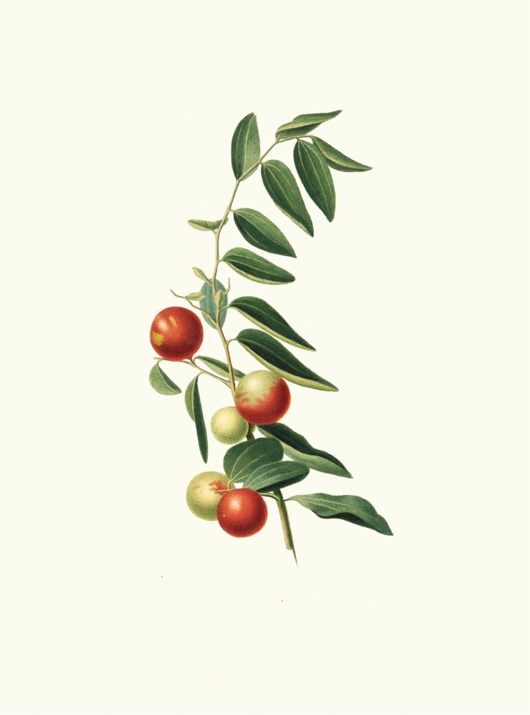 Giuggiola a frutto rotondo. [Zizphus vulgaris ; Chinese jujube] by Giorgio Gallesio