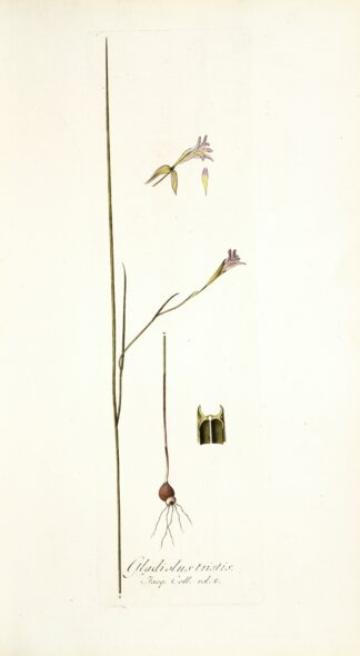 Gladiolus tristis, prioris varietas by Nikolaus Joseph Freiherr von Jacquin
