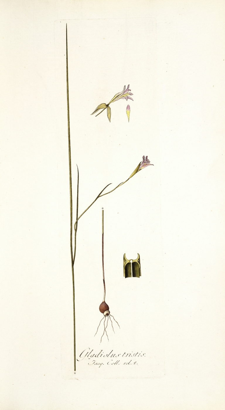 Gladiolus tristis, prioris varietas by Nikolaus Joseph Freiherr von Jacquin