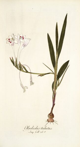 Gladiolus tubatus by Nikolaus Joseph Freiherr von Jacquin