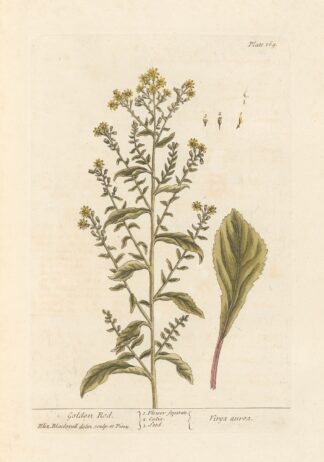 Golden rod by Elizabeth Blackwell