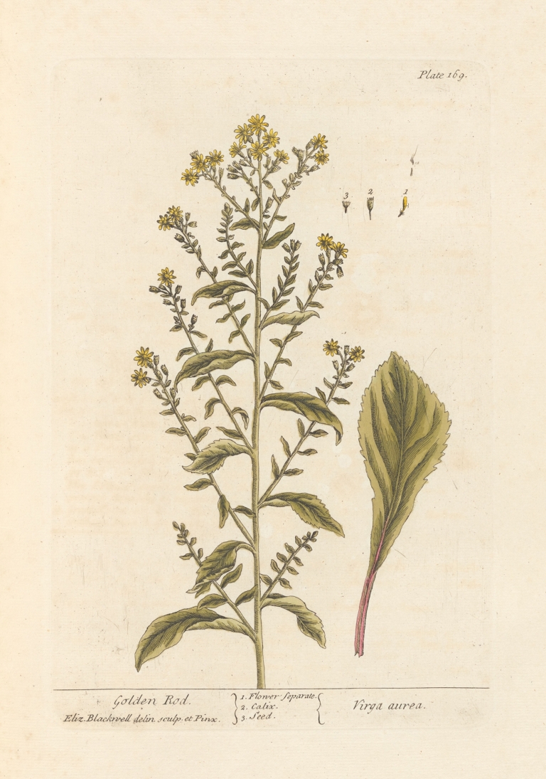 Golden rod by Elizabeth Blackwell
