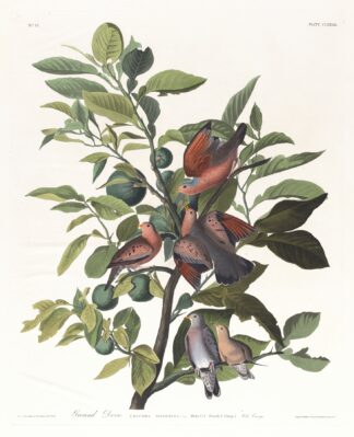 Ground dove by John James Audubon