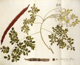 Guilandina moringa by Nikolaus Joseph Freiherr von Jacquin
