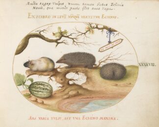 Guinea Pig and Hedgehogs with Melon and Cobnuts by Joris Hoefnagel