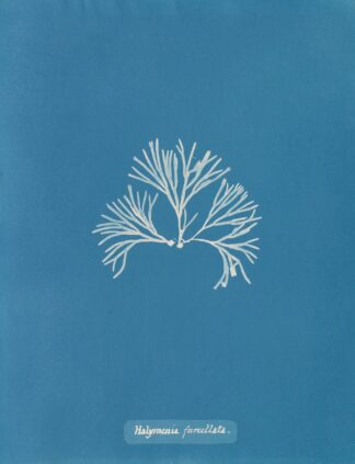 Halymenia furcellata by Anna Atkins