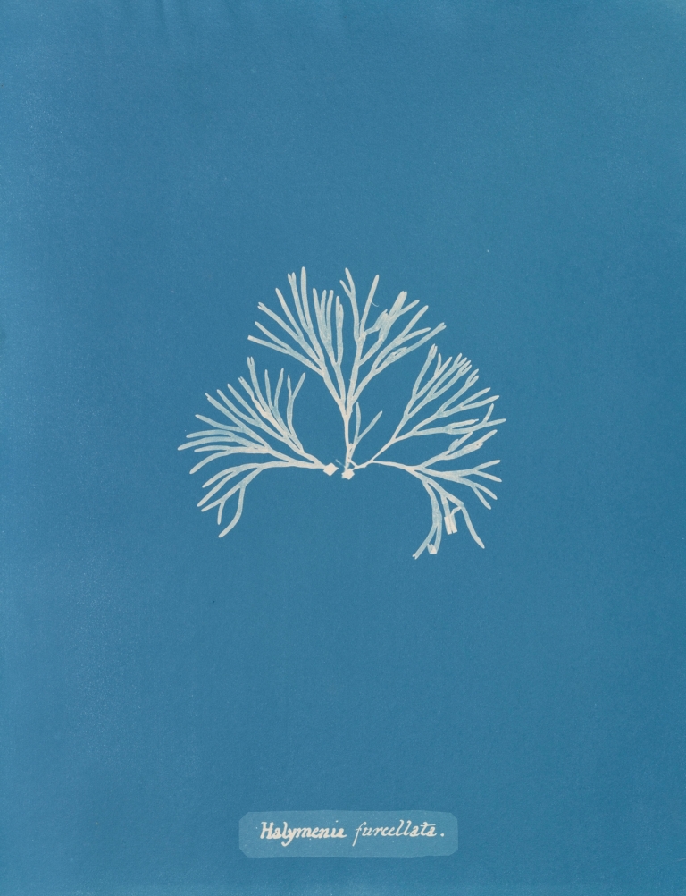 Halymenia furcellata by Anna Atkins
