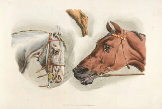 Heads of a white and a brown horses by Henry Thomas Alken