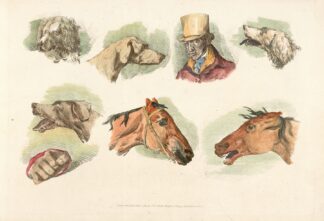 Heads of dogs, horses and of a man by Henry Thomas Alken