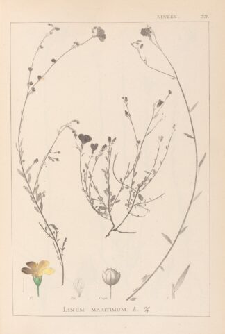 Herbier de la flore française Pl.0013 by Louis Antoine Cusin
