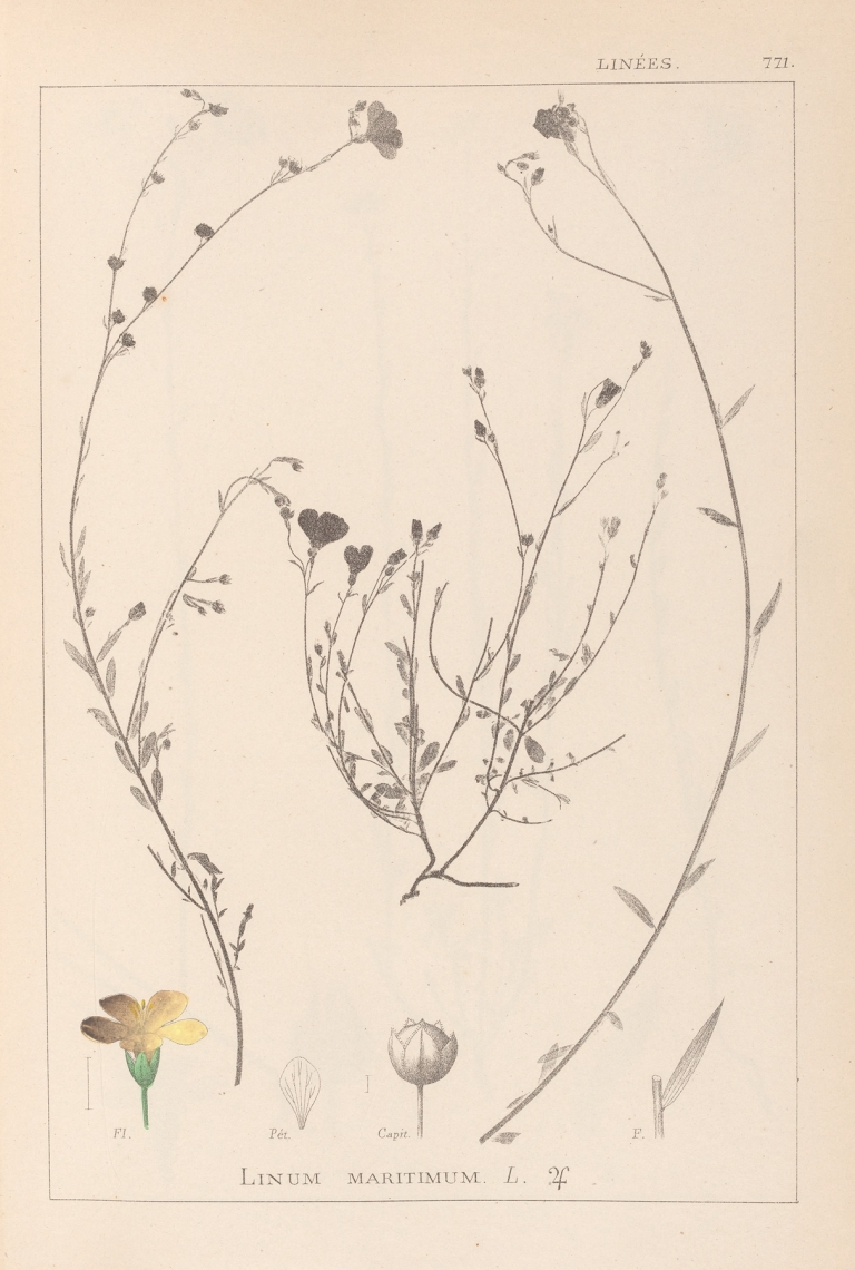 Herbier de la flore française Pl.0013 by Louis Antoine Cusin