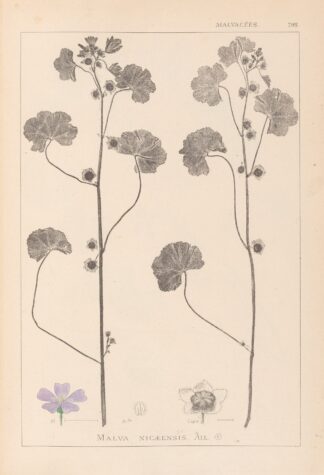 Herbier de la flore française Pl.0041 by Louis Antoine Cusin