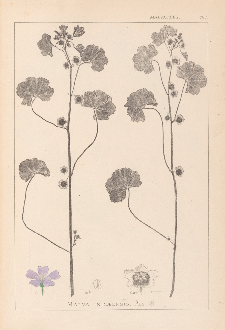 Herbier de la flore française Pl.0041 by Louis Antoine Cusin
