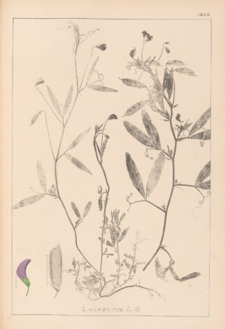 Herbier de la flore française Pl.0501 by Louis Antoine Cusin