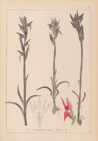 Herbier de la flore française Pl.1009 by Louis Antoine Cusin