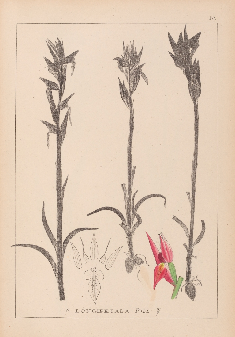 Herbier de la flore française Pl.1009 by Louis Antoine Cusin