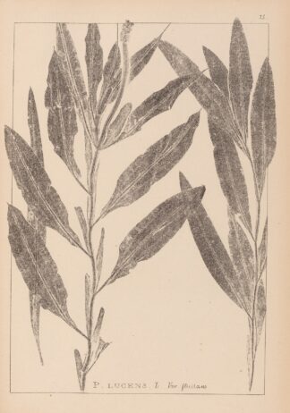 Herbier de la flore française Pl.1077 by Louis Antoine Cusin