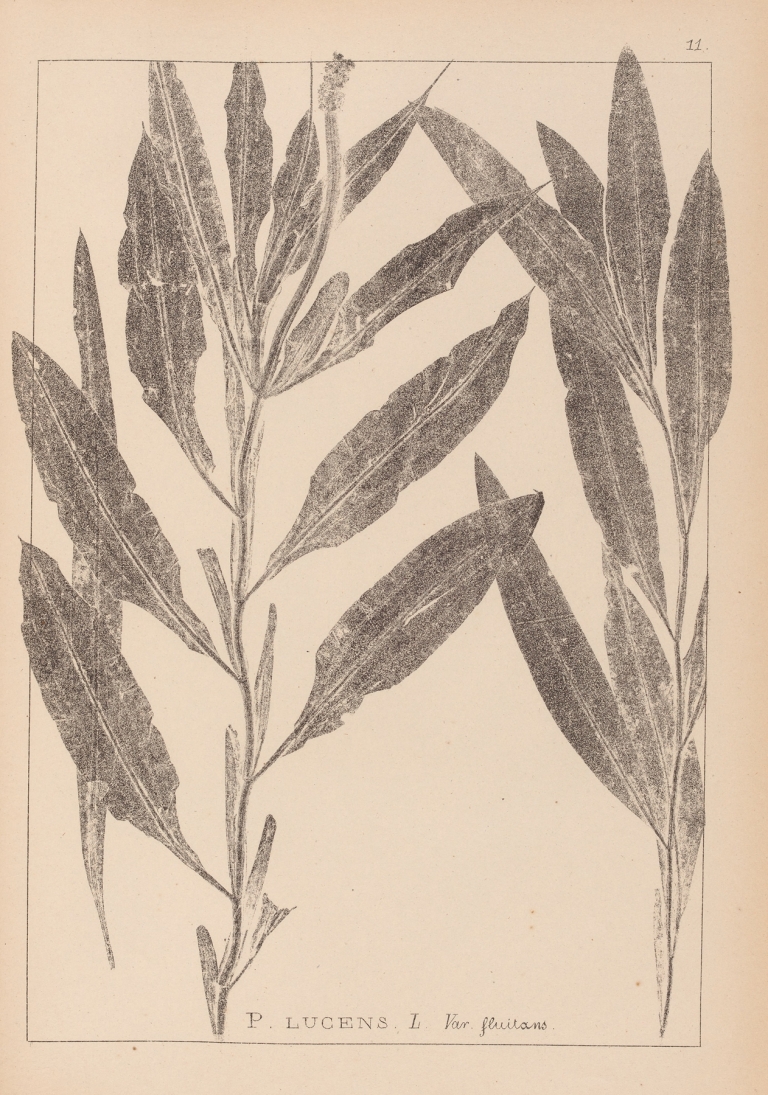 Herbier de la flore française Pl.1077 by Louis Antoine Cusin