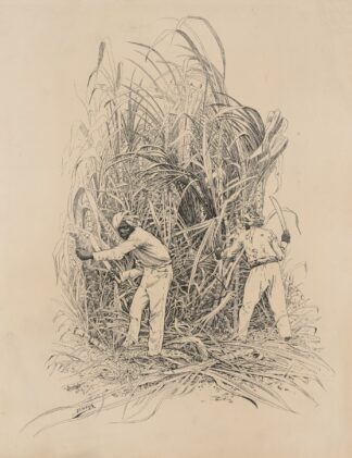 Hindu, Cutting Cane by Milton J. Burns
