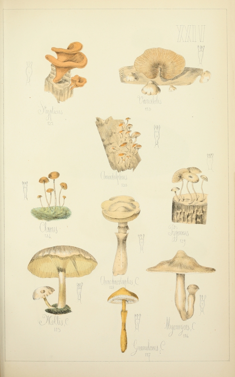 Histoire naturelle des champignons Pl.24 by Guillaume Sicard