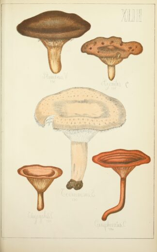 Histoire naturelle des champignons Pl.43 by Guillaume Sicard