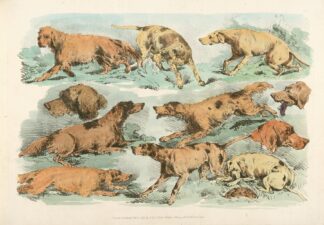 Hounds by Henry Thomas Alken