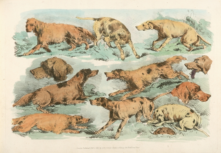 Hounds by Henry Thomas Alken