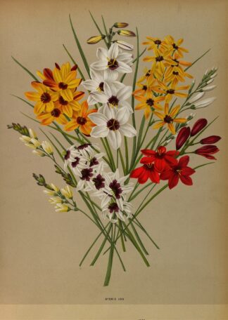 Hybrid Ixia by Arentina Hendrica Arendsen