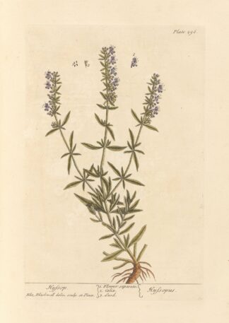 Hyssop by Elizabeth Blackwell